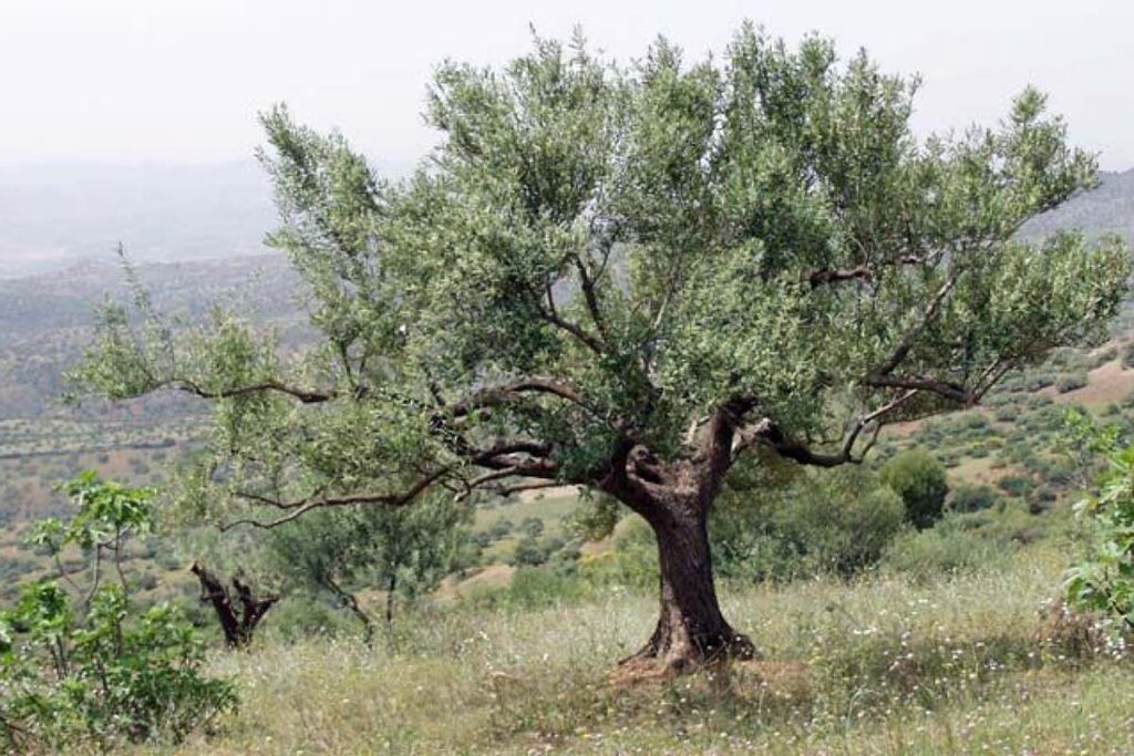 Cet arbre est l’avenir de la mobilité, et ce géant du secteur y croit les yeux fermés Cet arbre est l’avenir de la mobilité, et ce géant du secteur y croit les yeux fermés