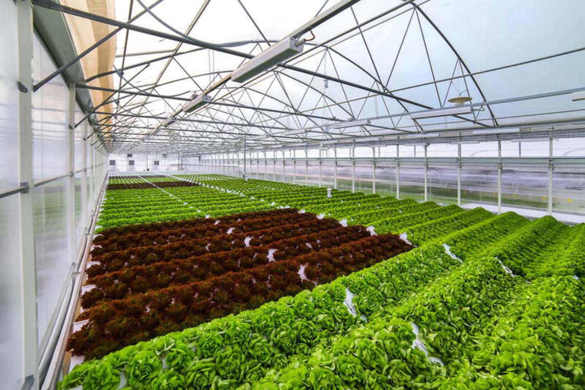 Une entreprise agricole spécialisée annonce que des cultures seront produites dans l’espace d’ici 2026 Une entreprise agricole spécialisée annonce que des cultures seront produites dans l’espace d’ici 2026